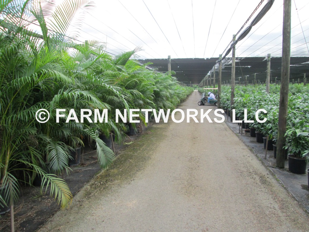 15 Gallon-Areca Palm for Sale