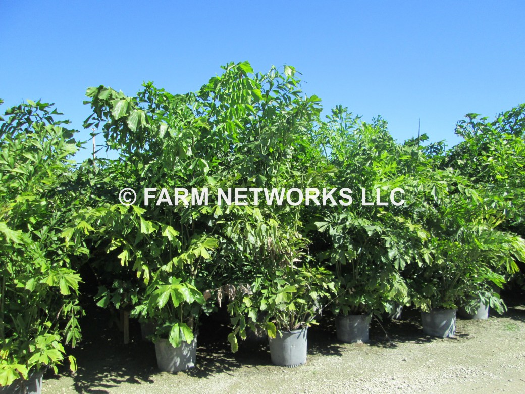 15 Gallon Fishtail Palm,