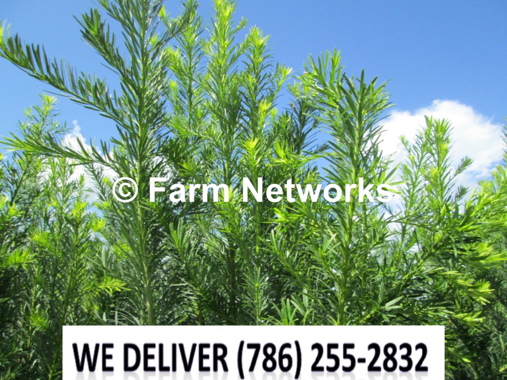 15 Gallon Podocarpus