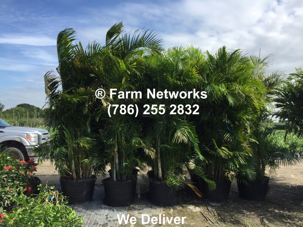 25 Gallon-Areca Palm for Sale