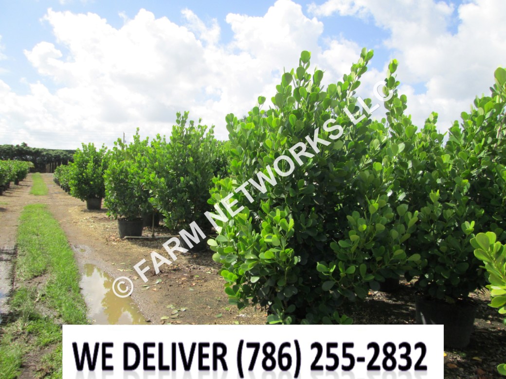 25 Gallon Clusia for Sale