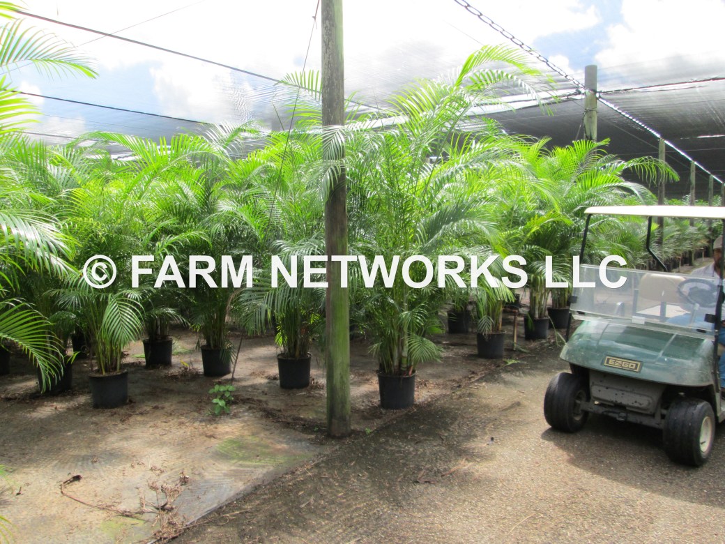 3 Gallon-Areca Palm for Sale