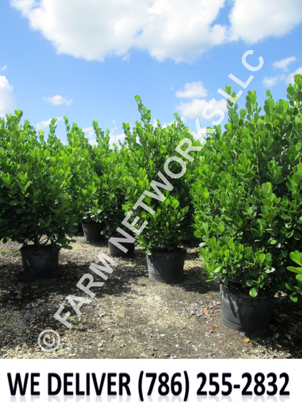 3 Gallon-Clusia for Sale