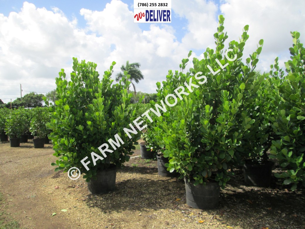 5 Gallon Clusia for Sale