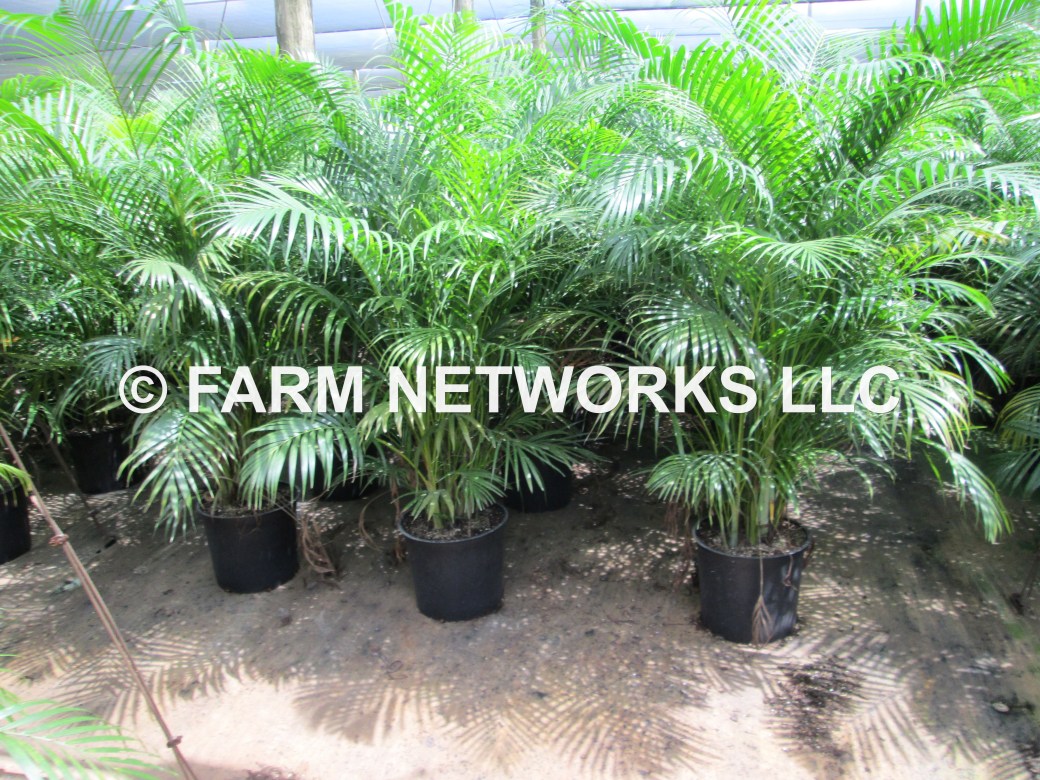 Areca Palm Trees