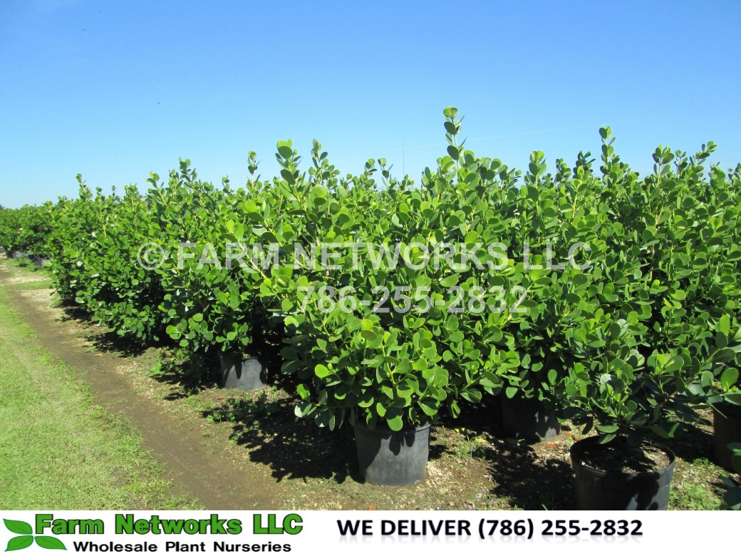 7 Gallon Clusia North Miami,FL