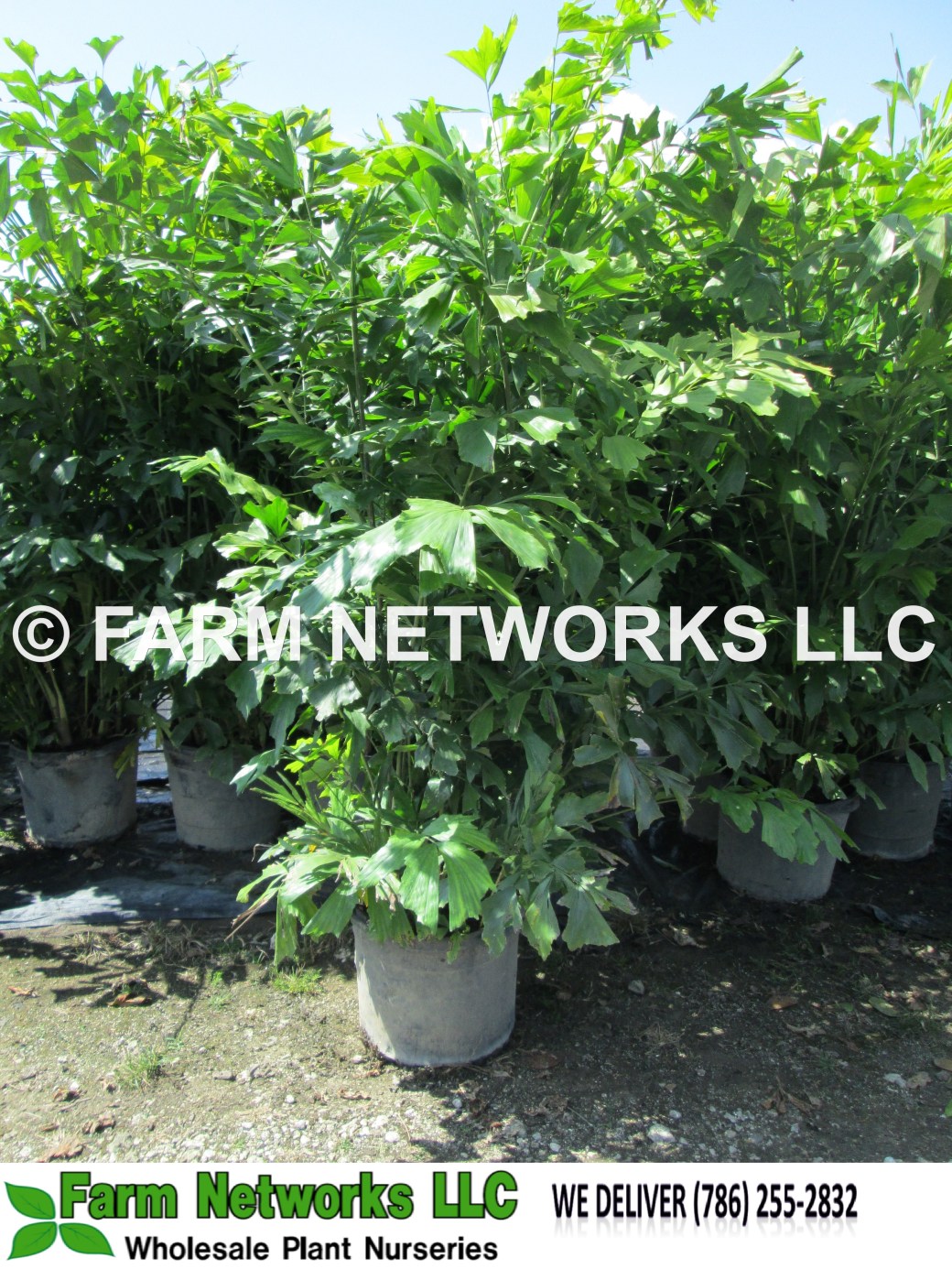 7 Gallon-Fishtail Palm Trees for Sale