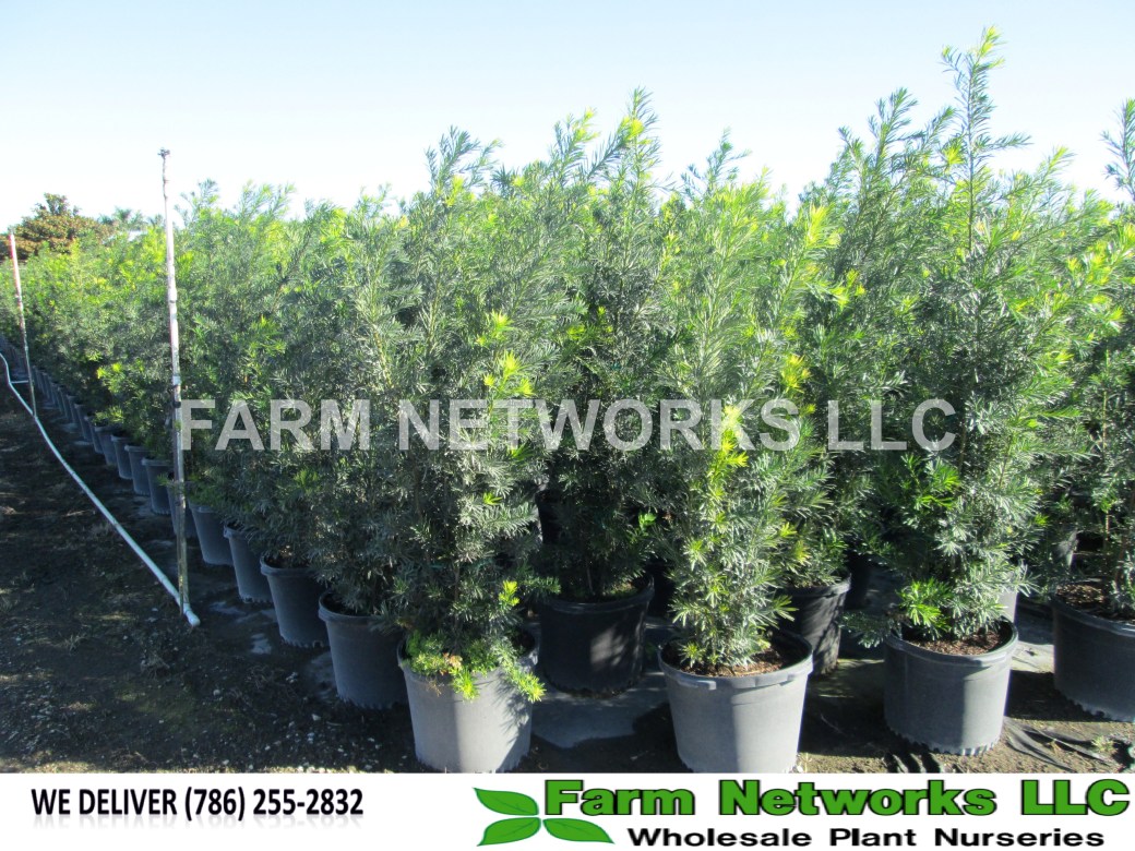 7 Gallon-Podocarpus Hedge