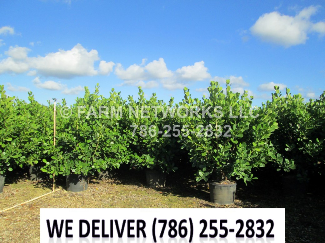 Bonita Springs, FL-Clusia Plant Nursery