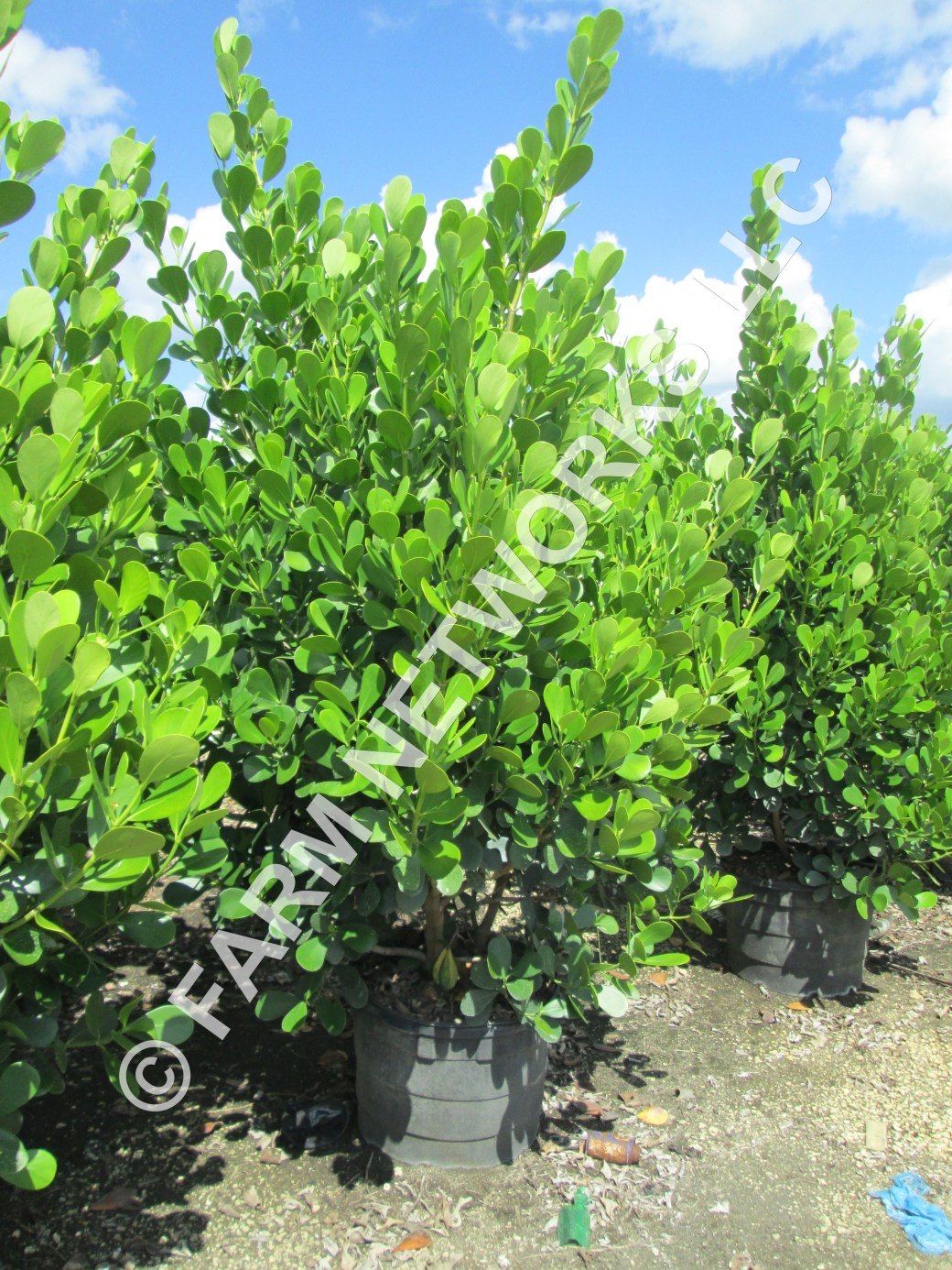 Clusia for Sale--Hobe Sound