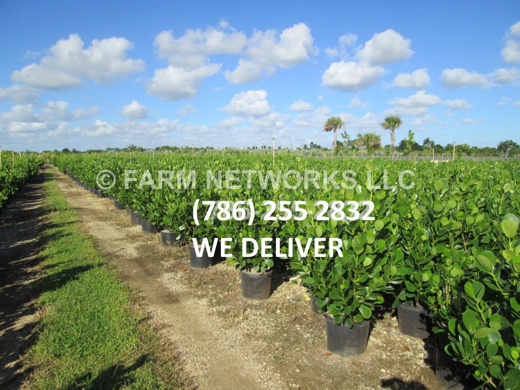 Clusia for Sale--Homestead