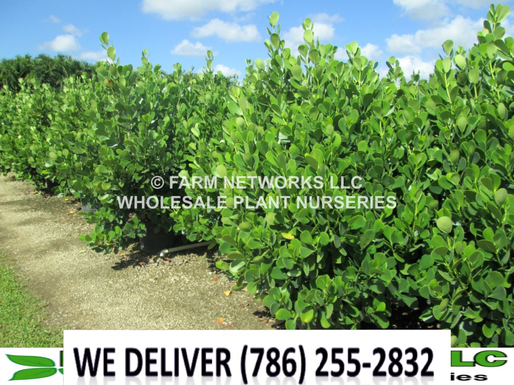 Field Grown Small Leaf Clusia