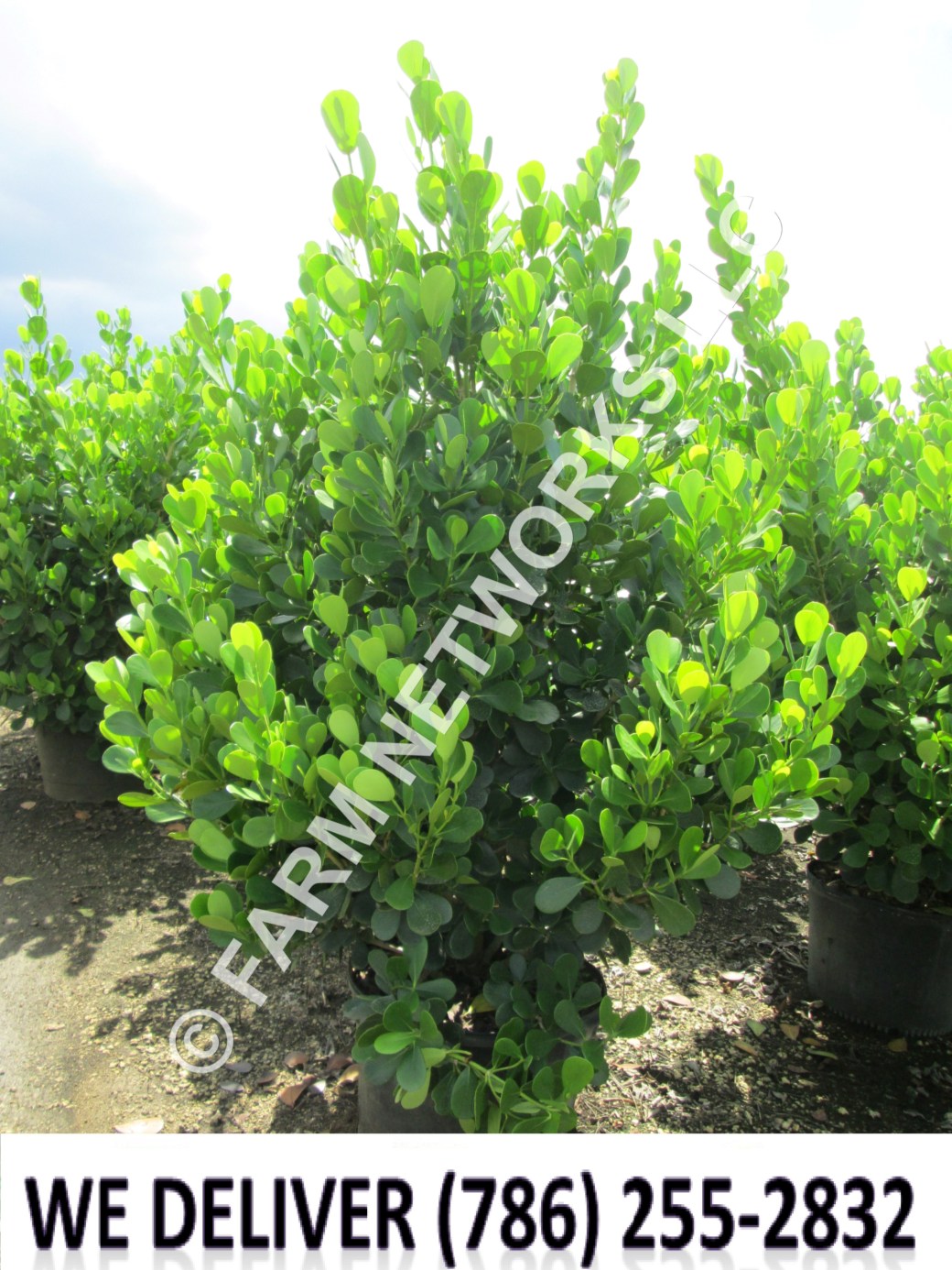 Clusia for Sale in Broward