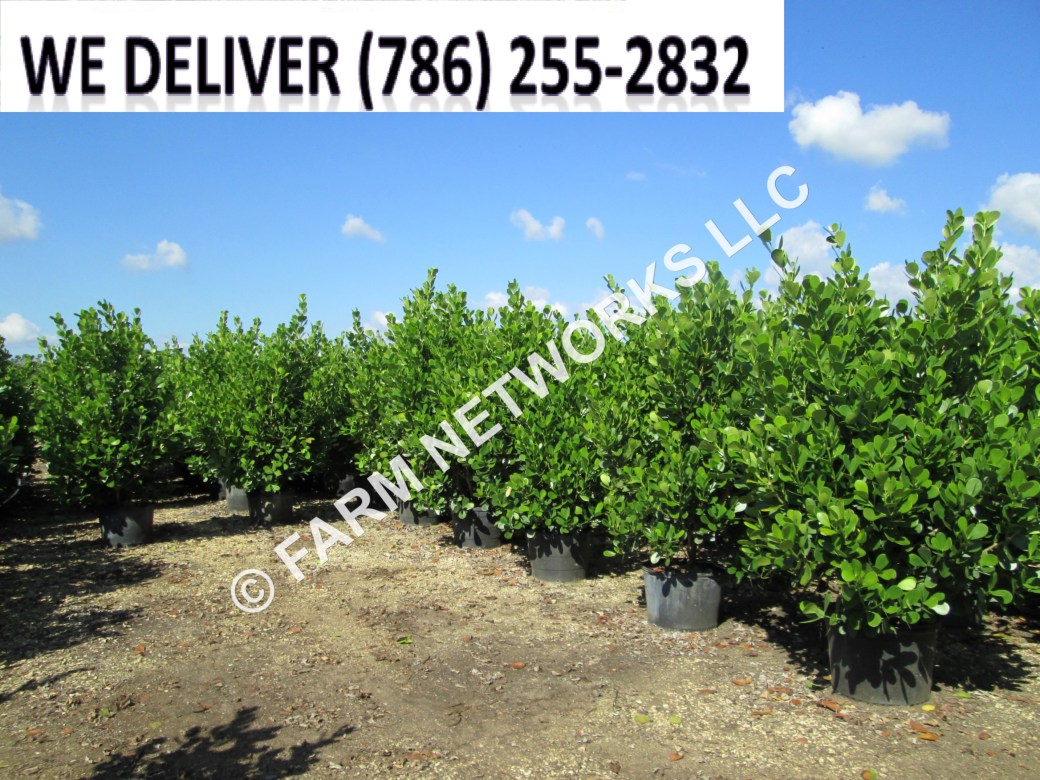 Clusia for Sale in Homestead