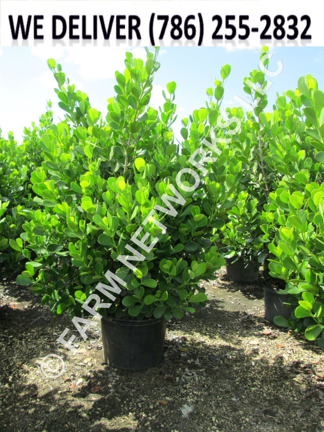 Clusia for Sale in Miami