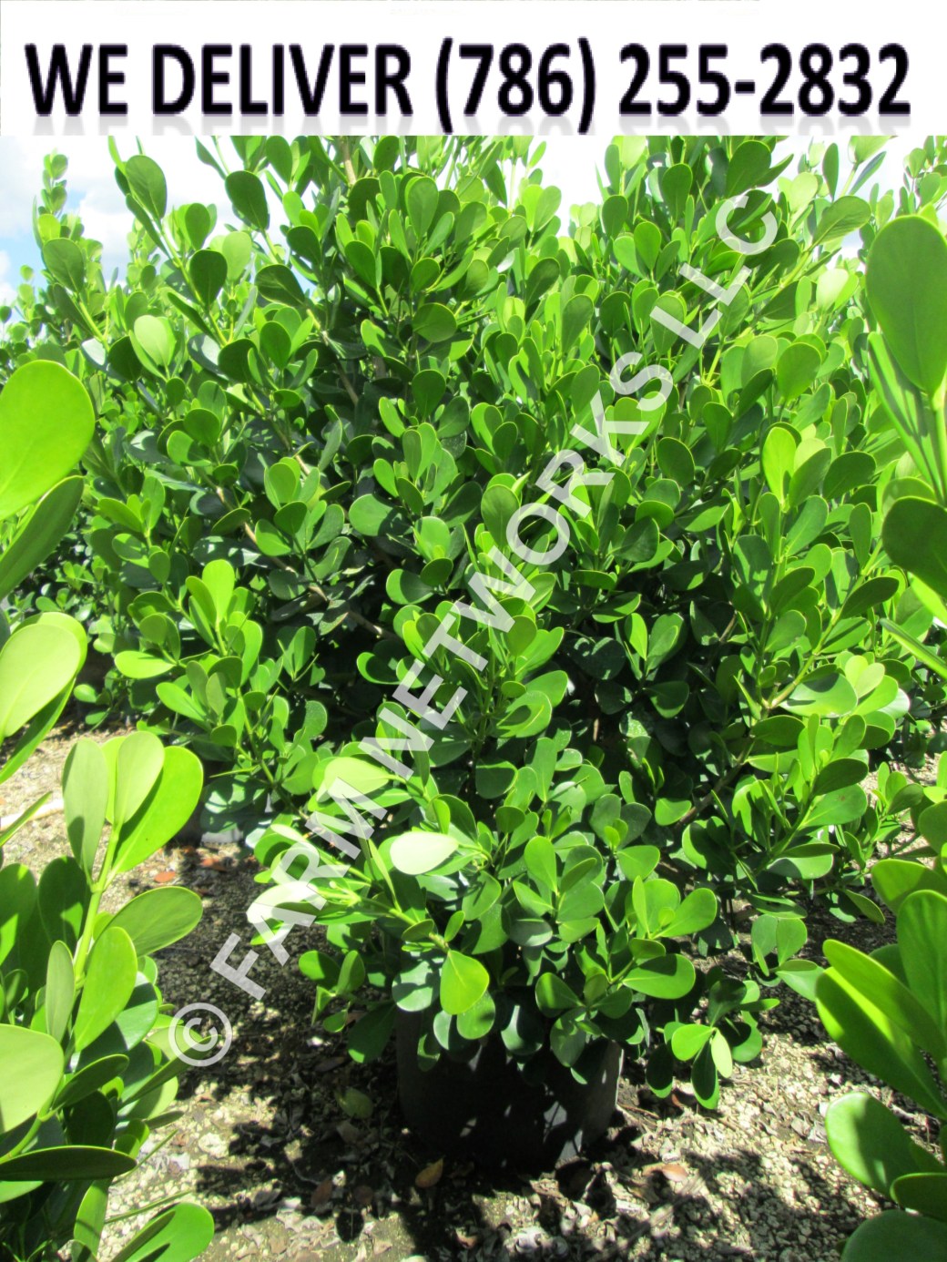 Clusia for Sale in Parkland