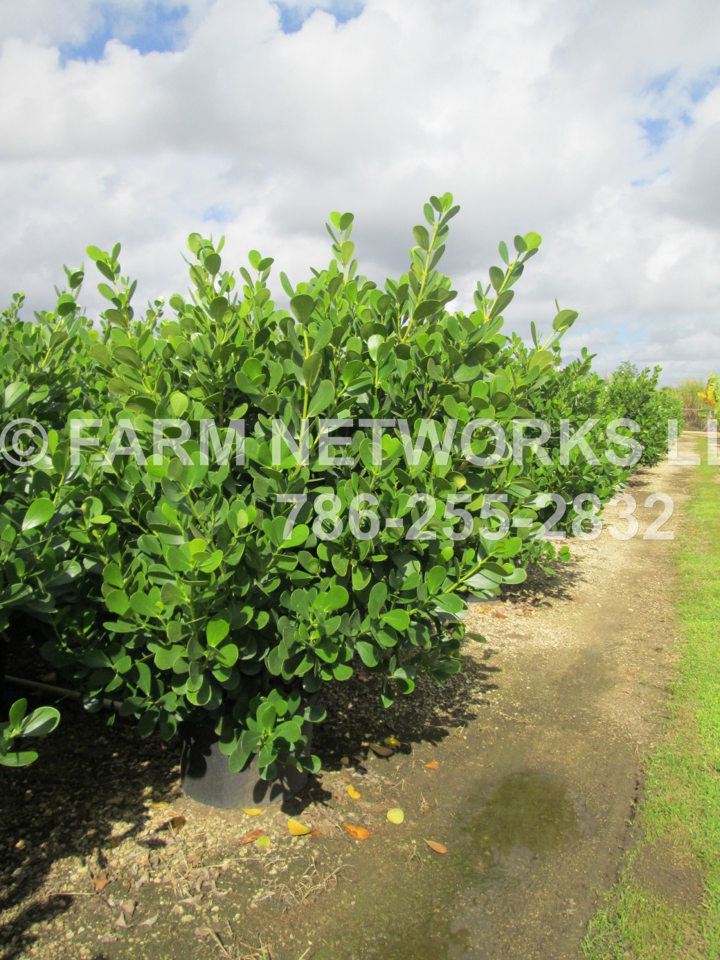 Clusia for Sale Palm Beach