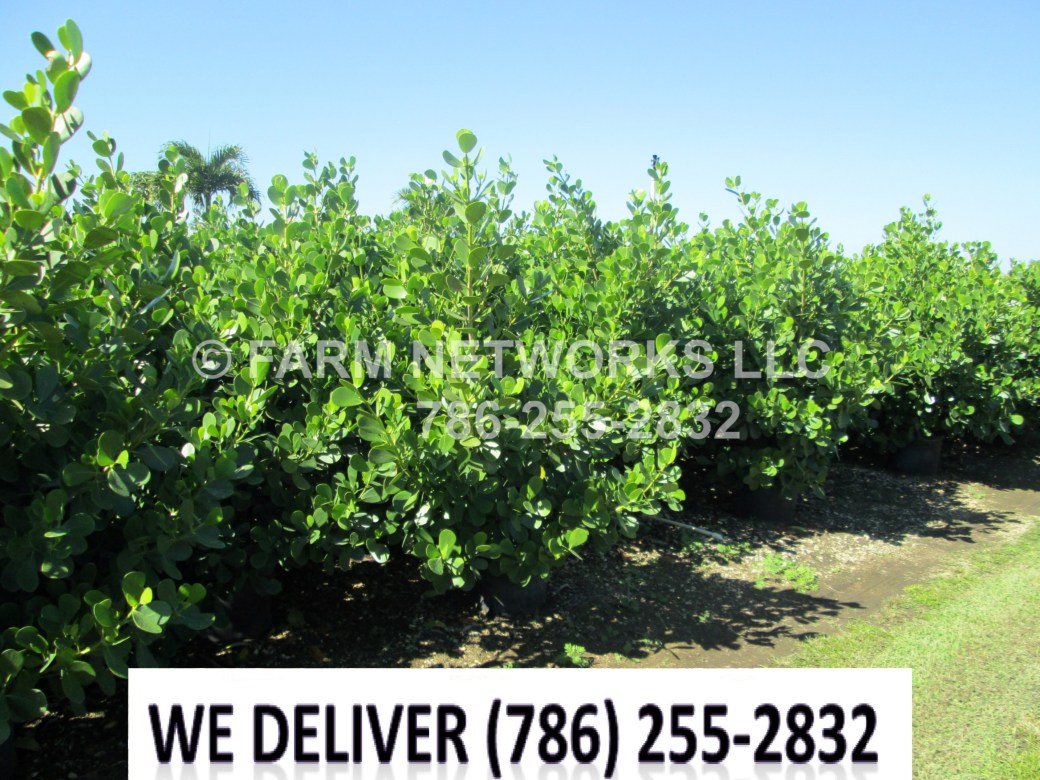 Clusia for Sale-West Palm Beach,FL.JPG