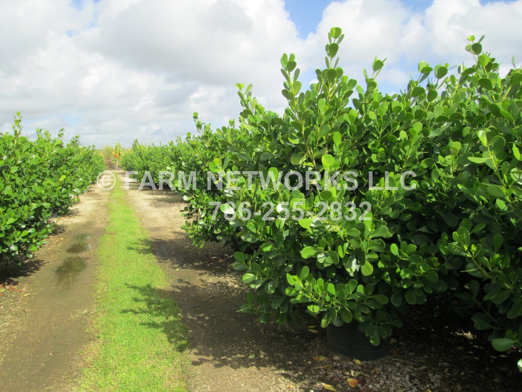 30 Gallon Small Leaf Clusia