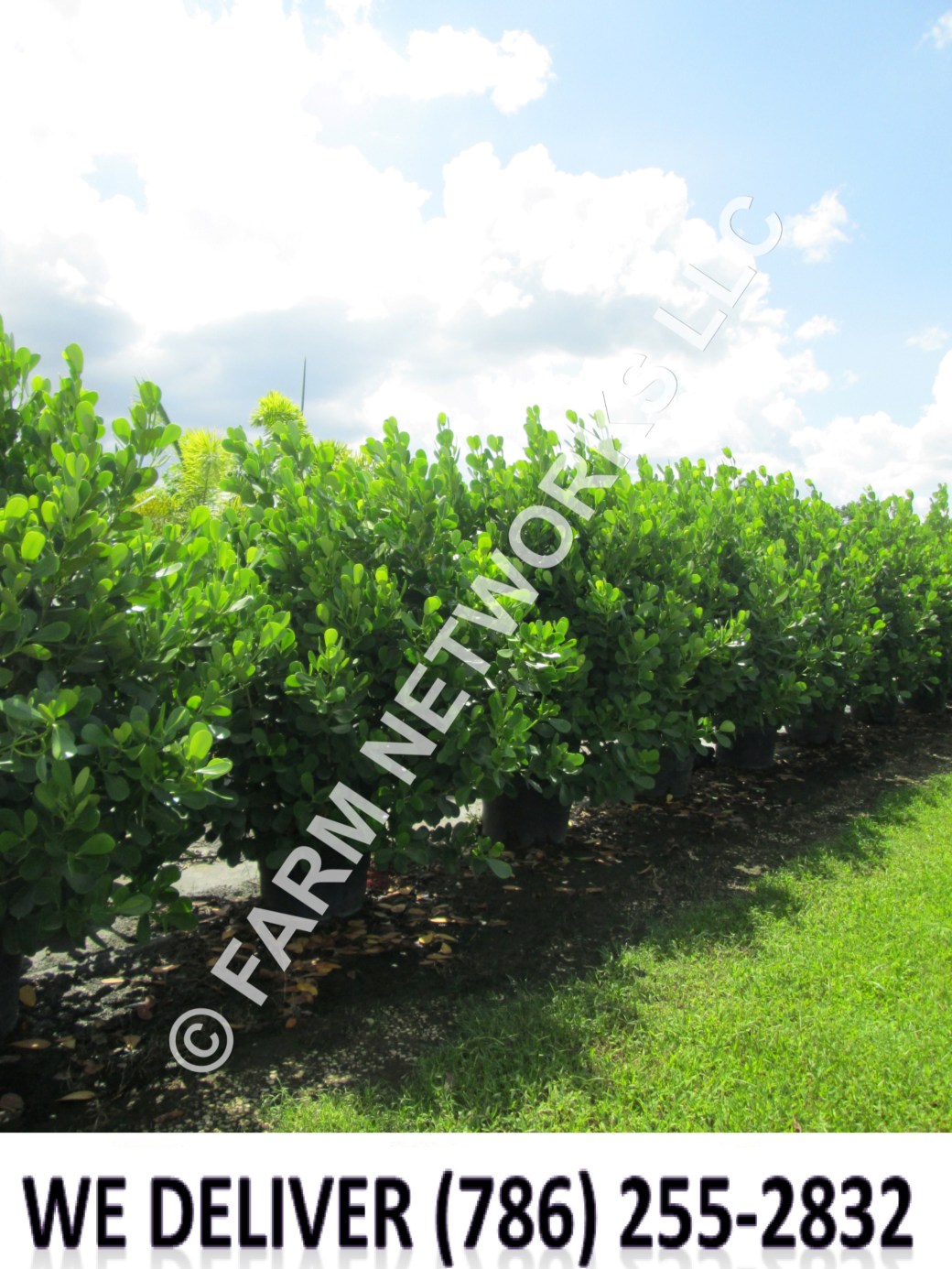 Clusia Hedge-Privacy-Palm Beach