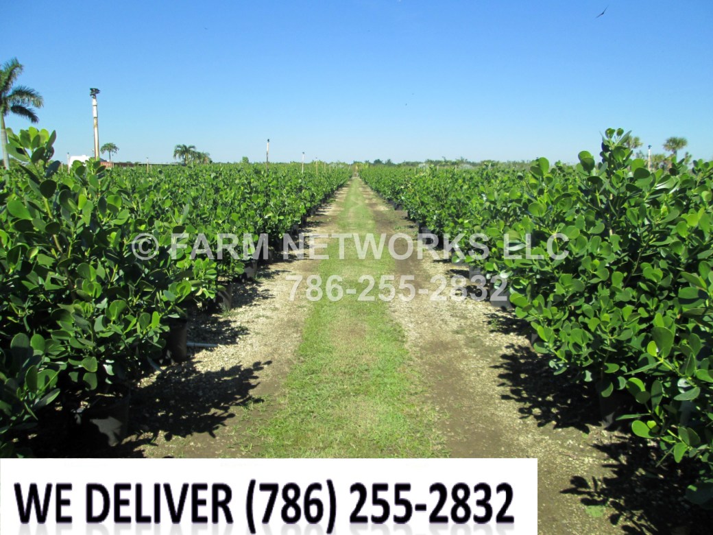 Clusia in Coral Gables, FL