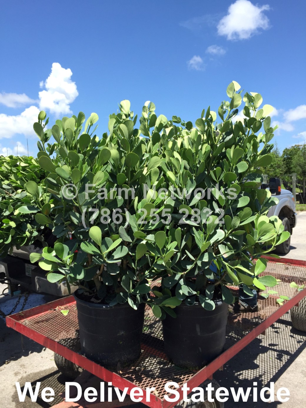 Clusia in Coral Springs