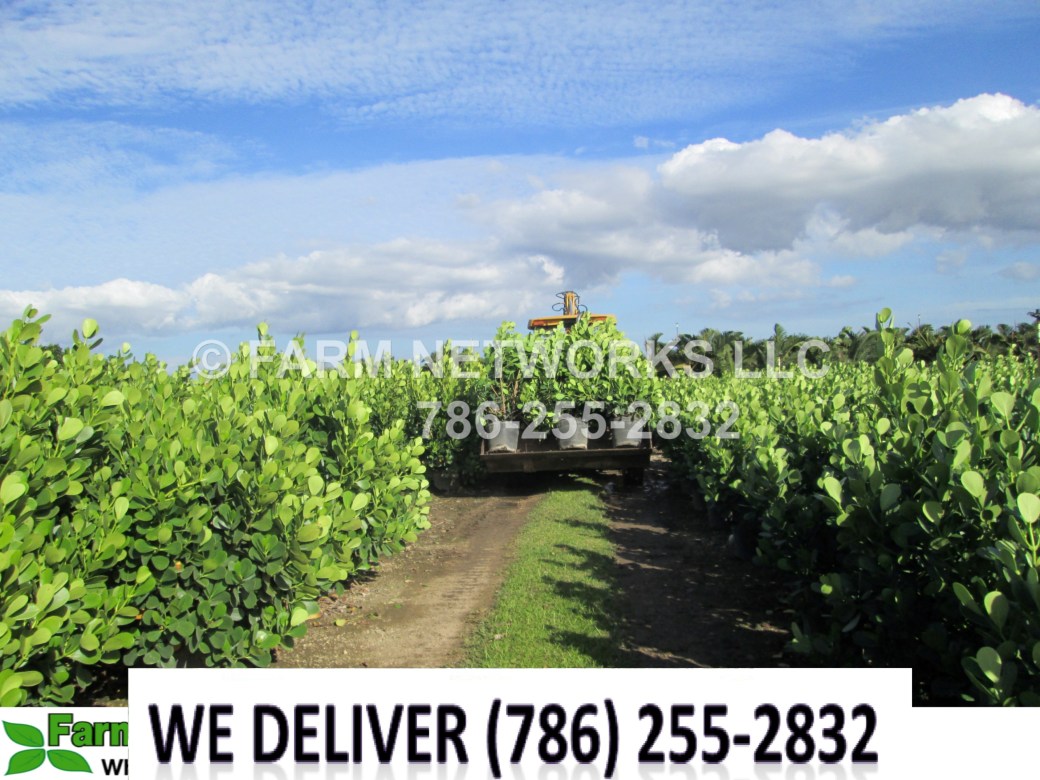 Clusia in Vero Beach Florida