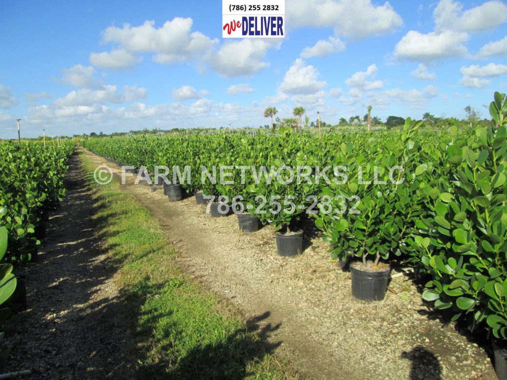 Clusia in Wellington,FL