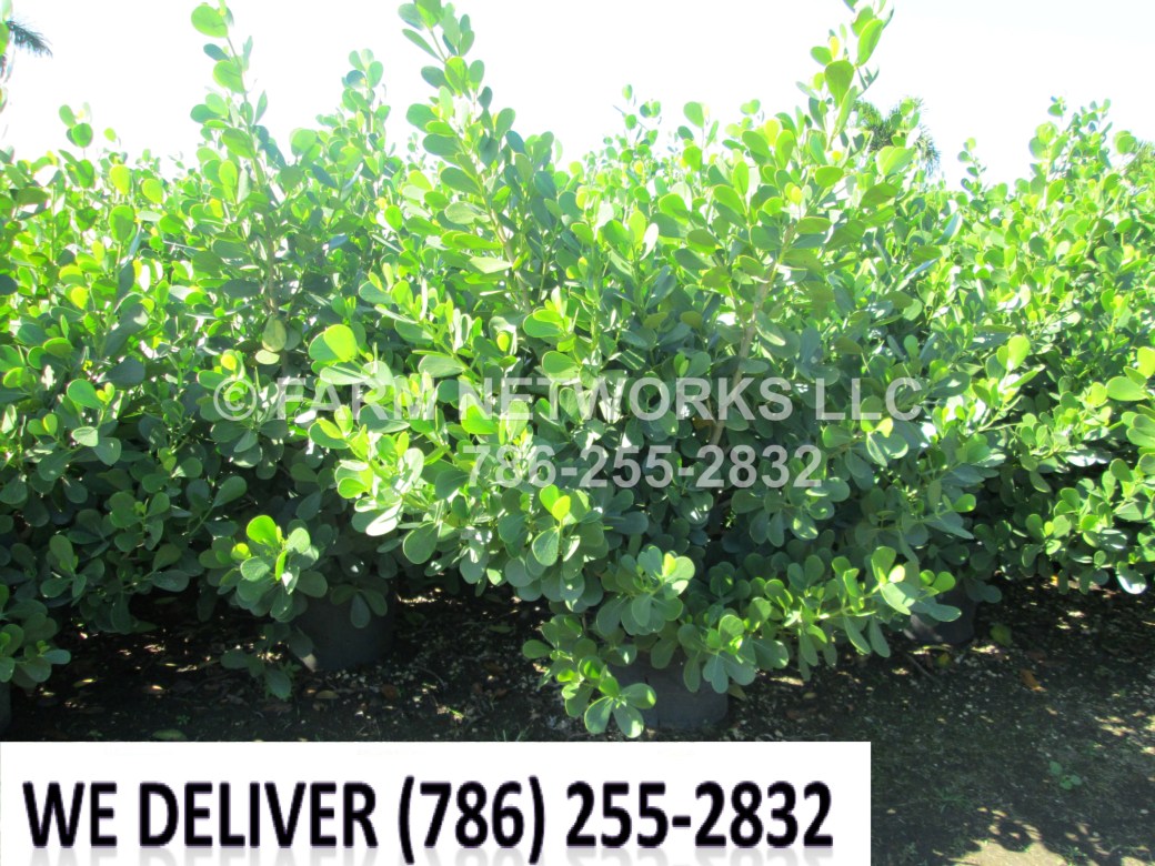 Clusia Plants-Privacy-Miami Shores