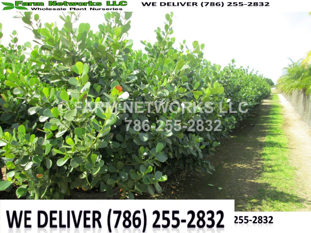 Clusia Plants-Privacy-North Miami