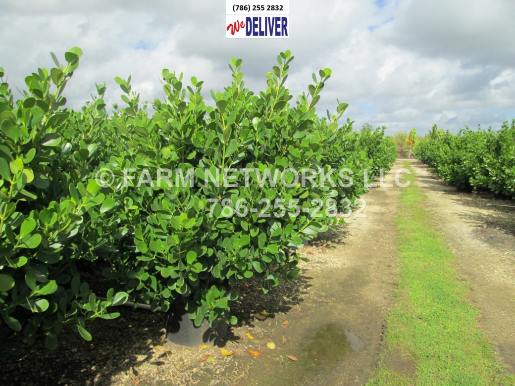 Clusia Plants-Privacy-South Florida
