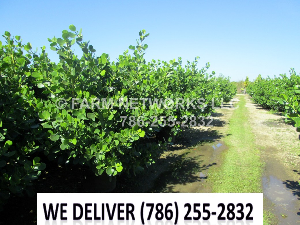 Estero, FL-Clusia Plant Nursery