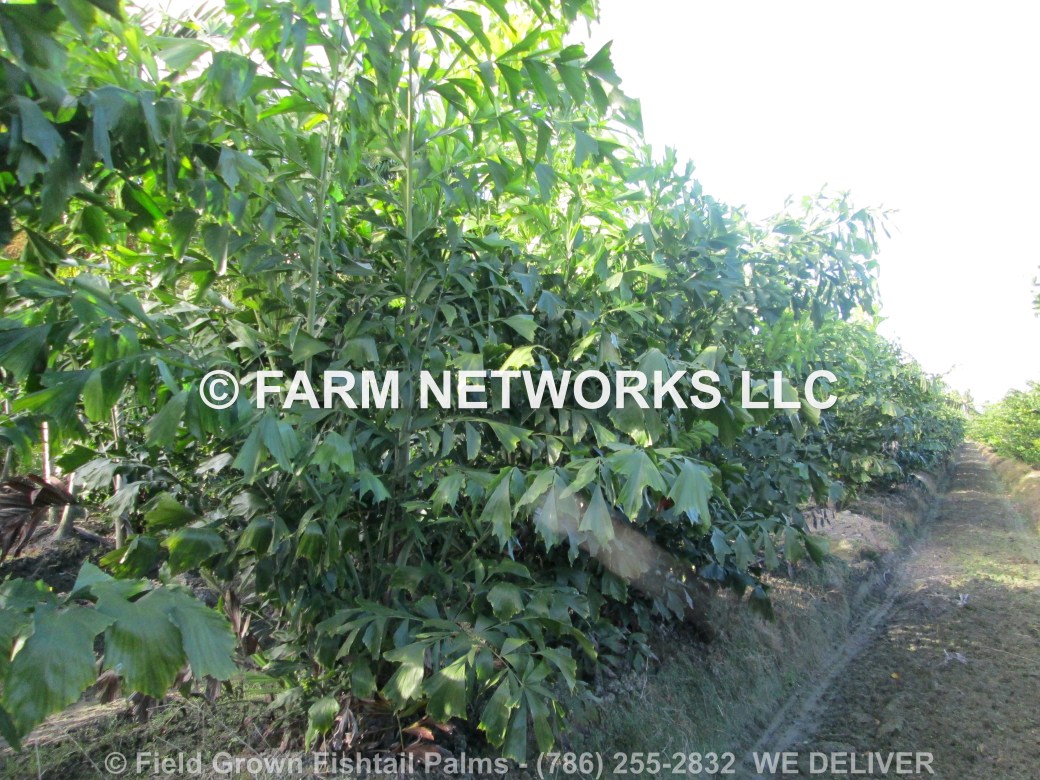 Fishtail Palm Trees-Florida
