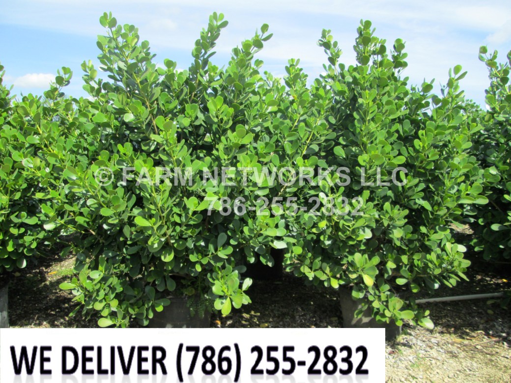 Small Leaf Clusia Hedge