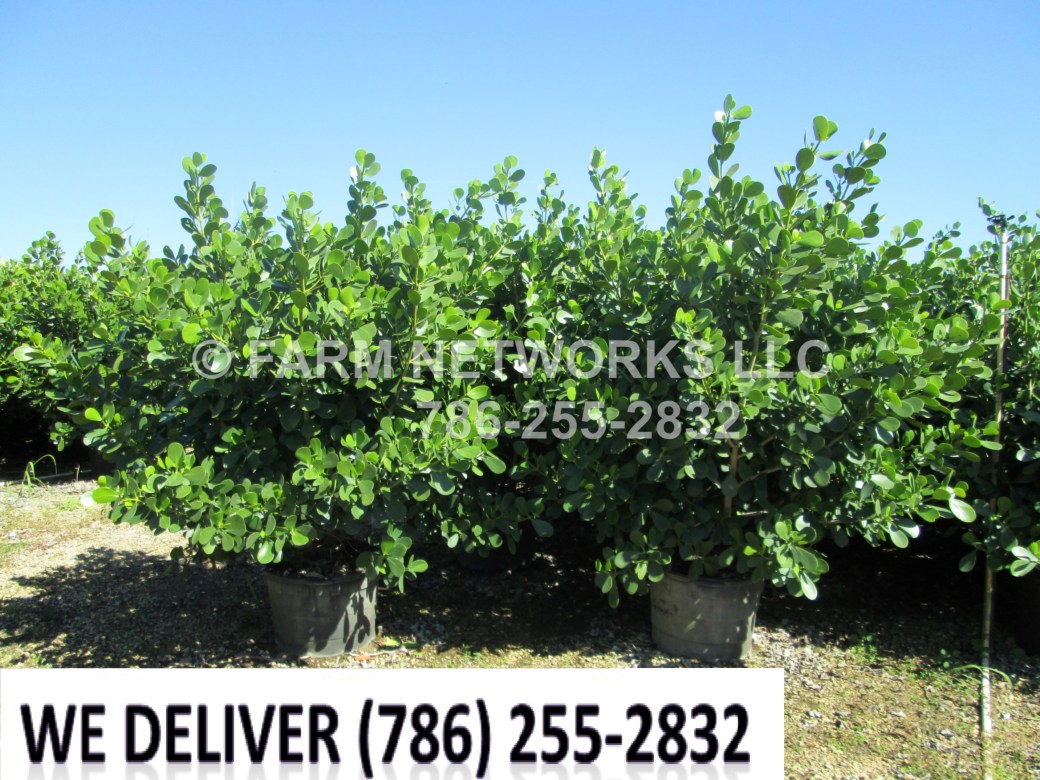 Hollywood Clusia Plant Nursery