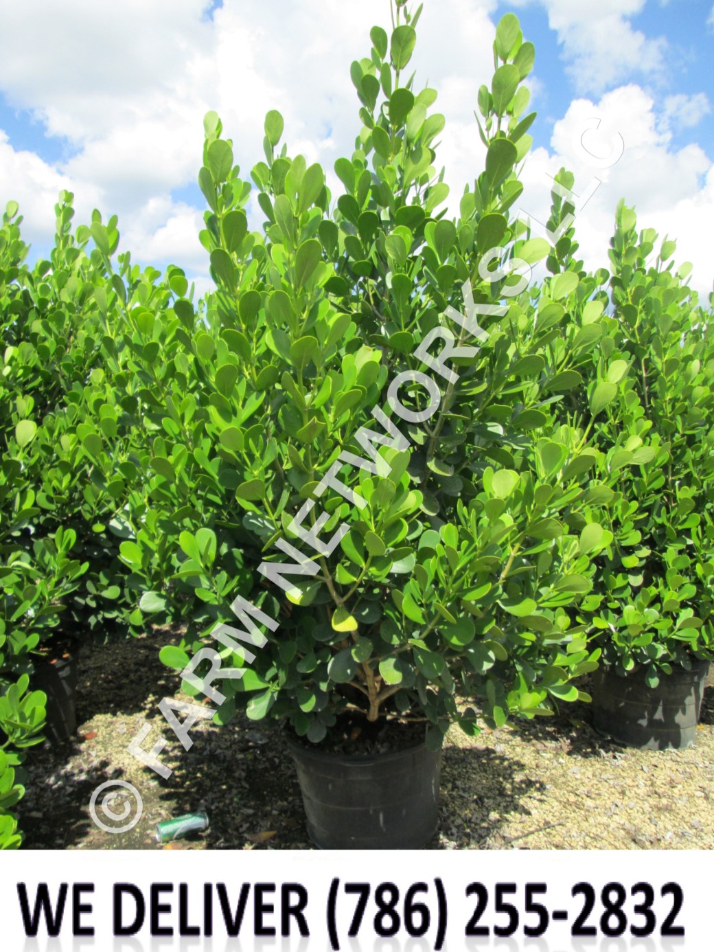 Homestead Clusia Plant Nursery