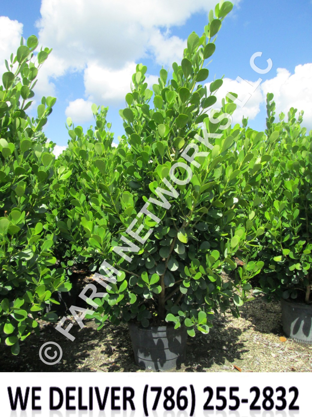 Jupiter-Clusia Plant Nursery