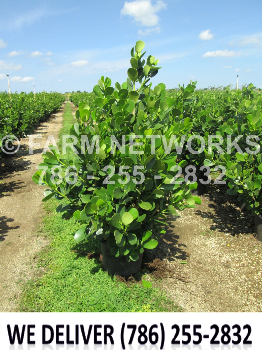 Jupiter Farms-Clusia Plant Nursery