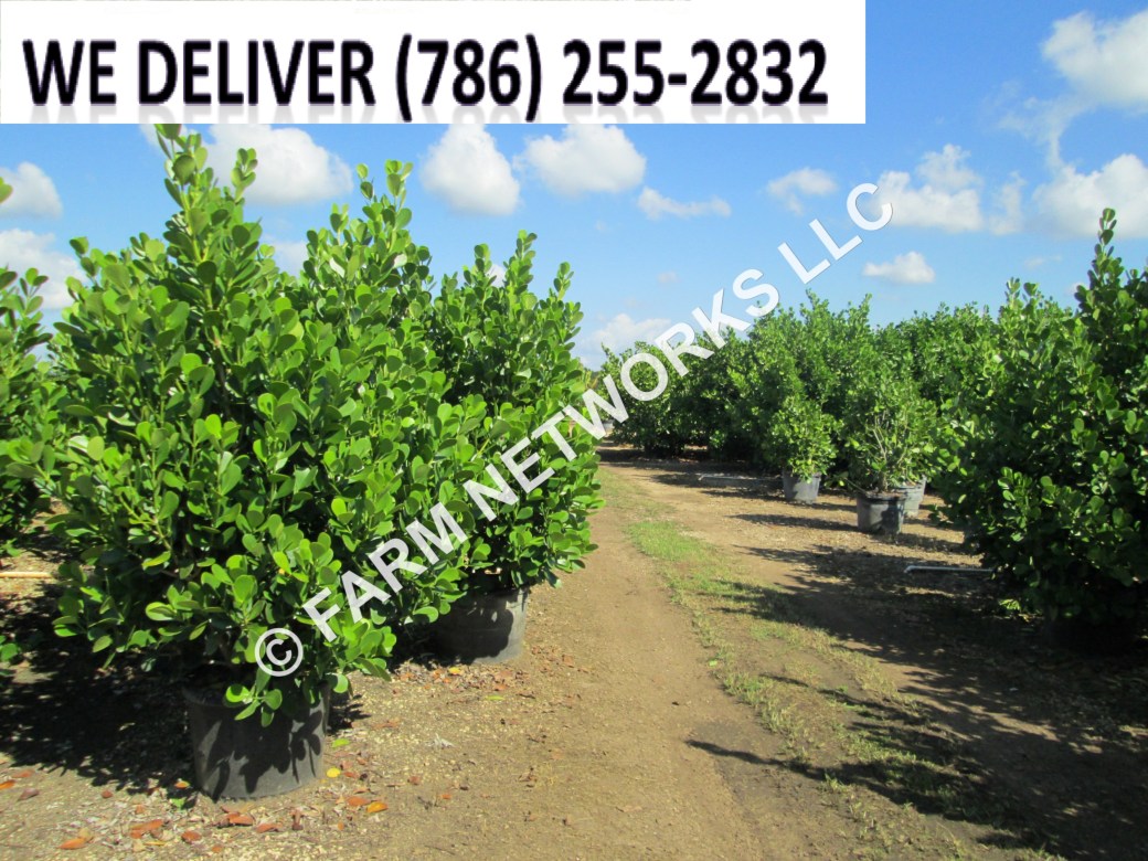 Miami Shores Clusia Plant Nursery