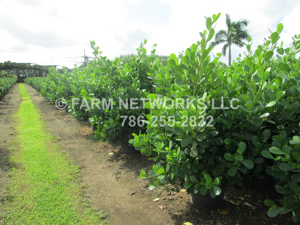 Palm Beach-Clusia Hedge