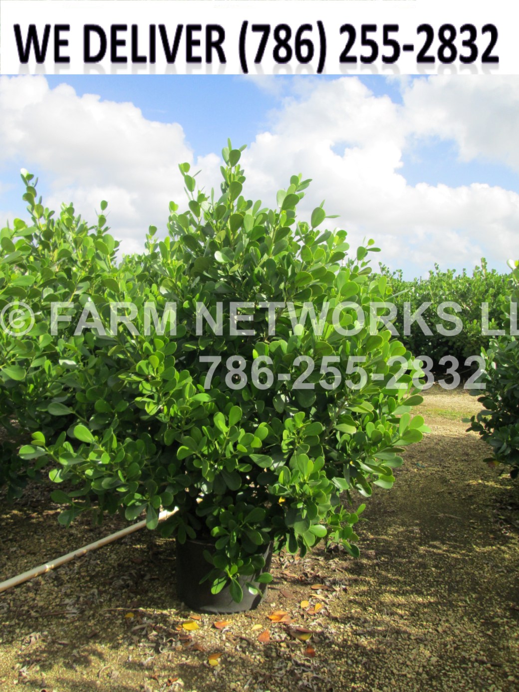 Palm City-Clusia Plant Nursery