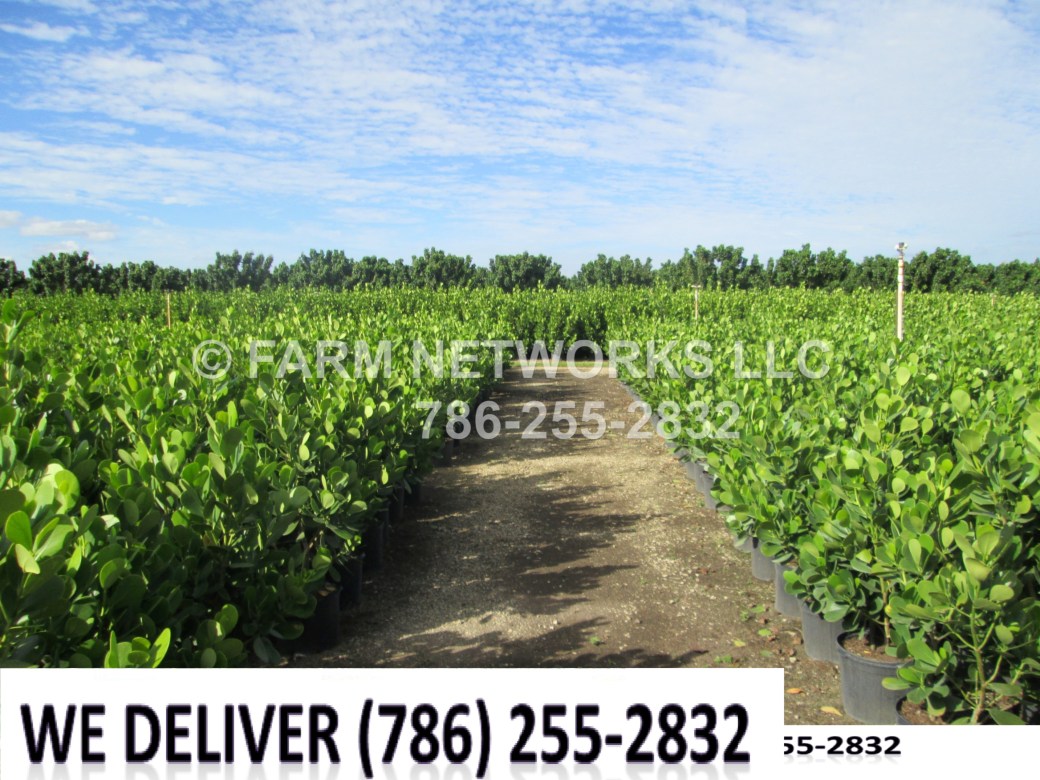 Parkland-Clusia Plant Nursery