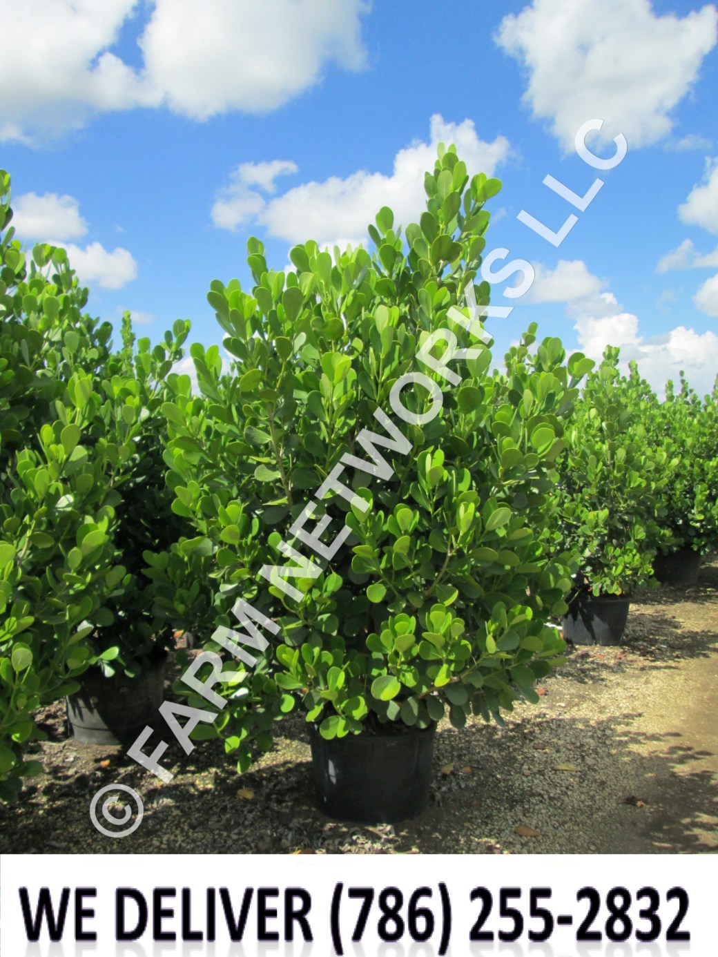 Plant City-Clusia Plant Nursery