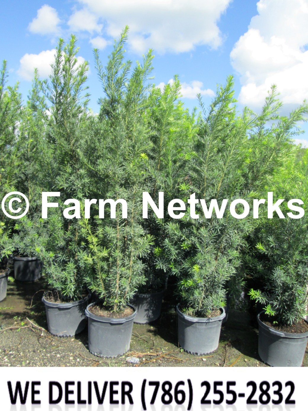 Podocarpus for Sale-Broward
