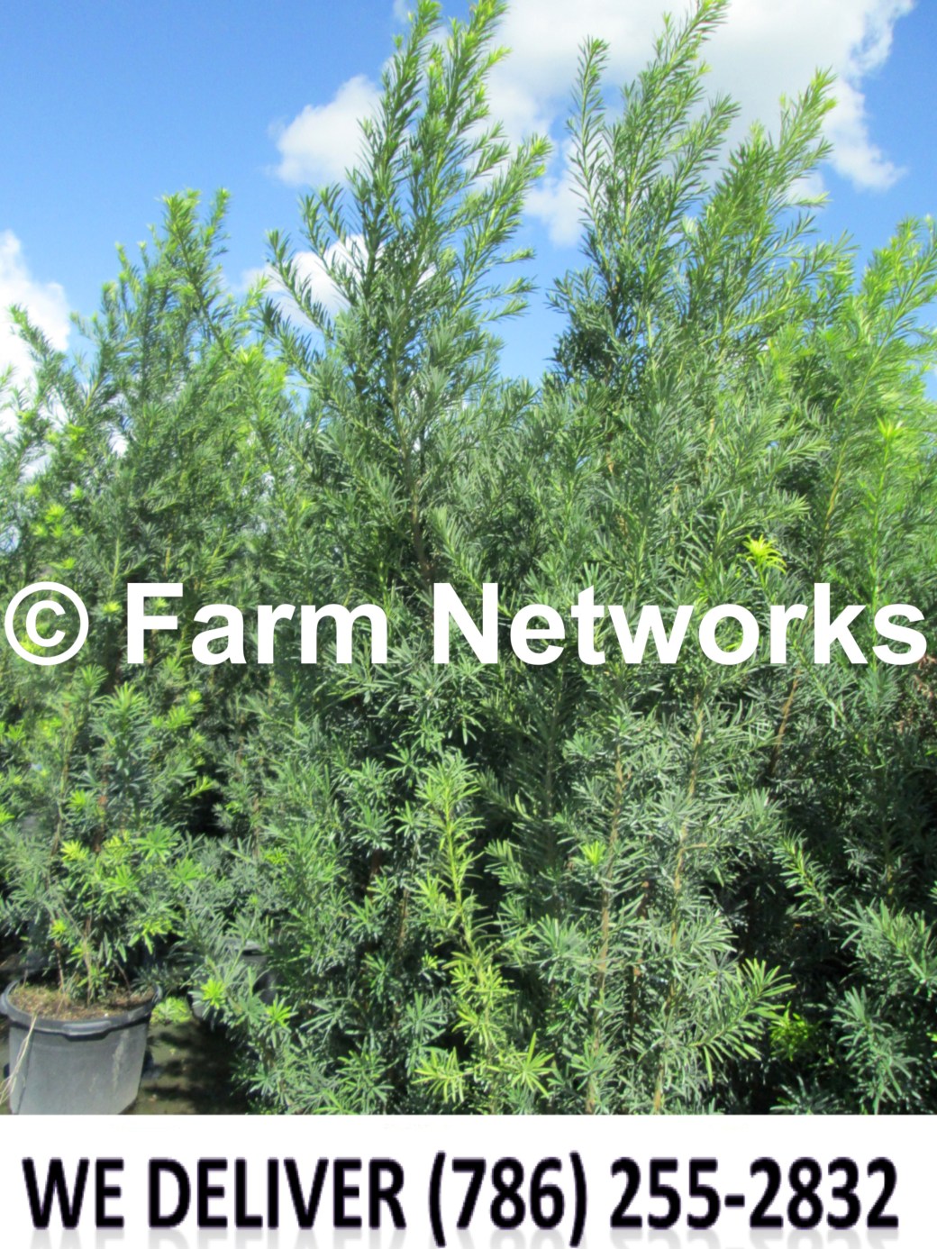 Podocarpus for Sale-Coral Springs