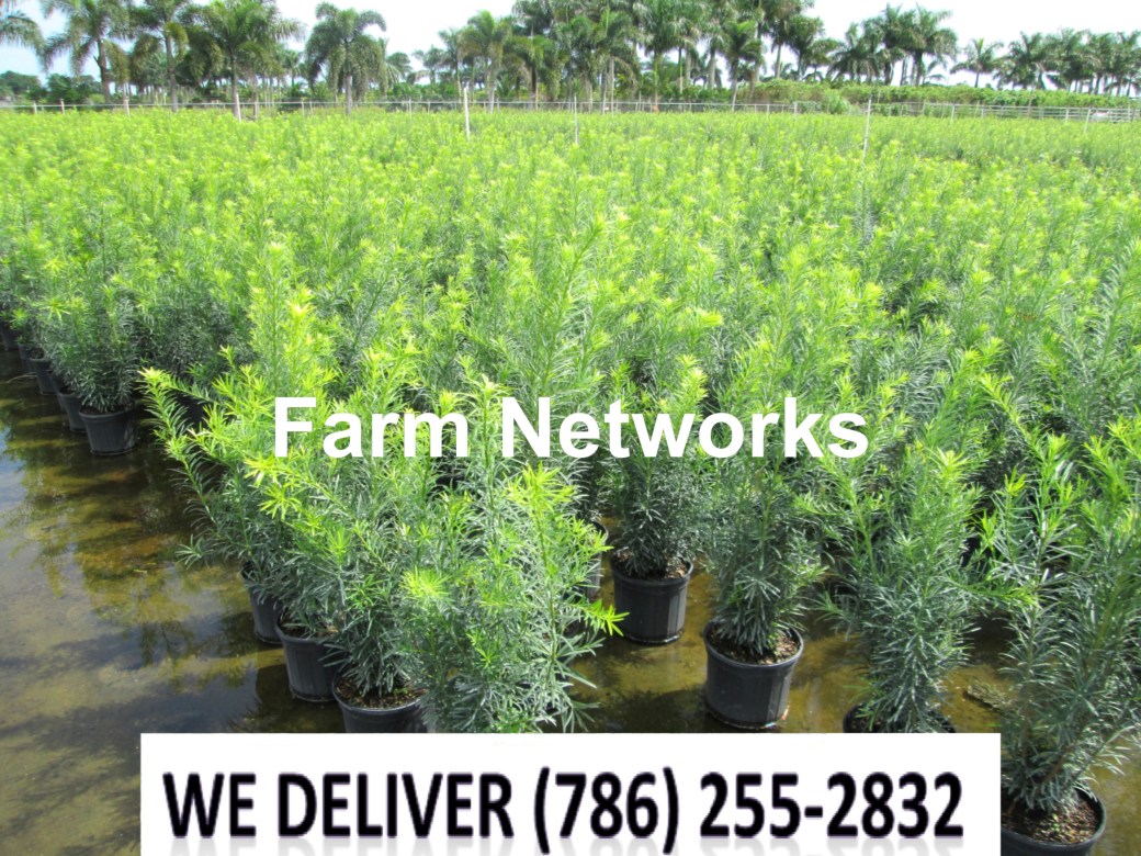 Podocarpus for Sale-Homestead