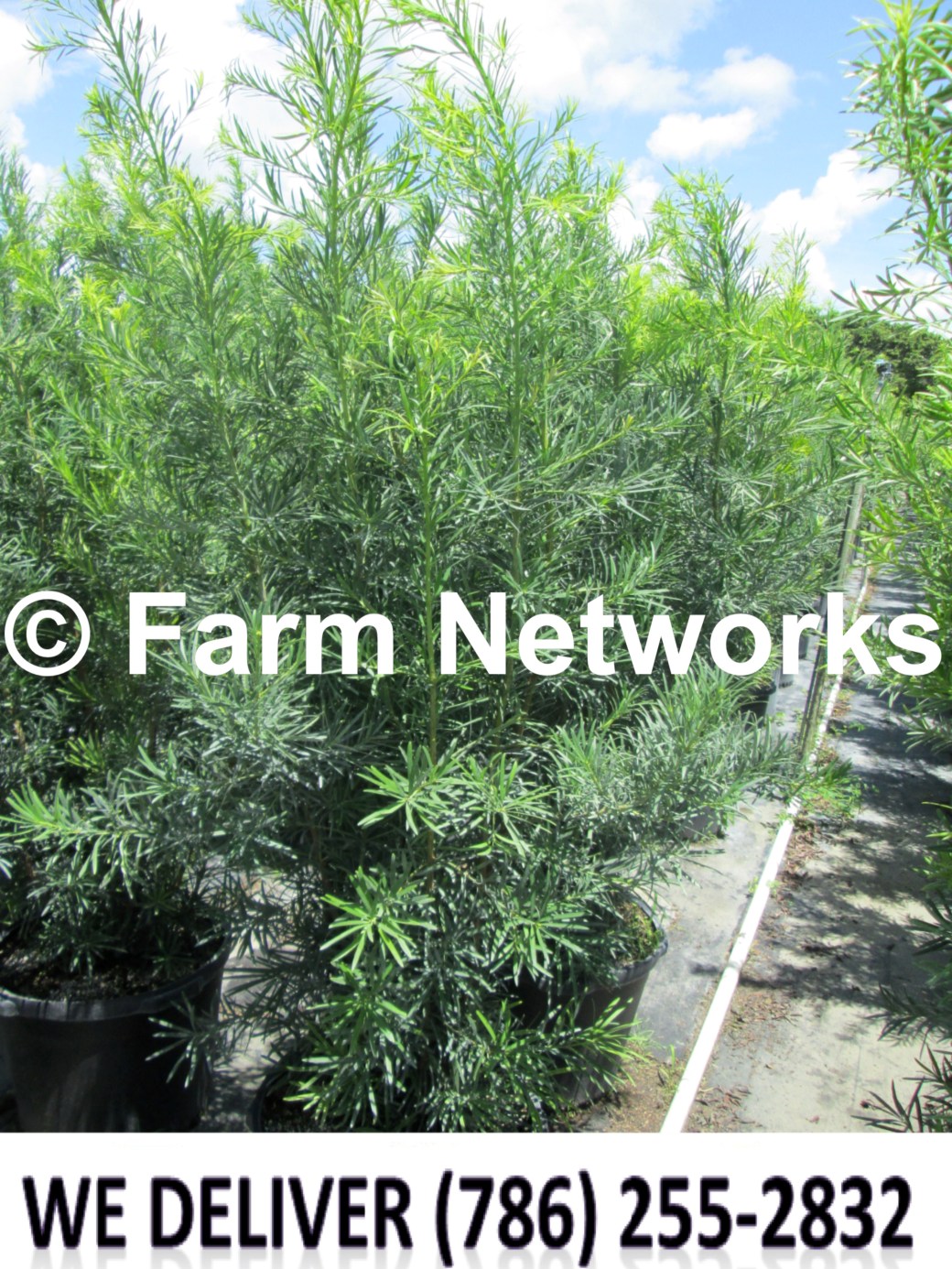 Podocarpus for Sale-Miami Beach