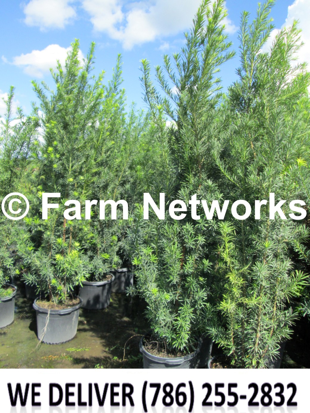 Podocarpus for Sale-Miami