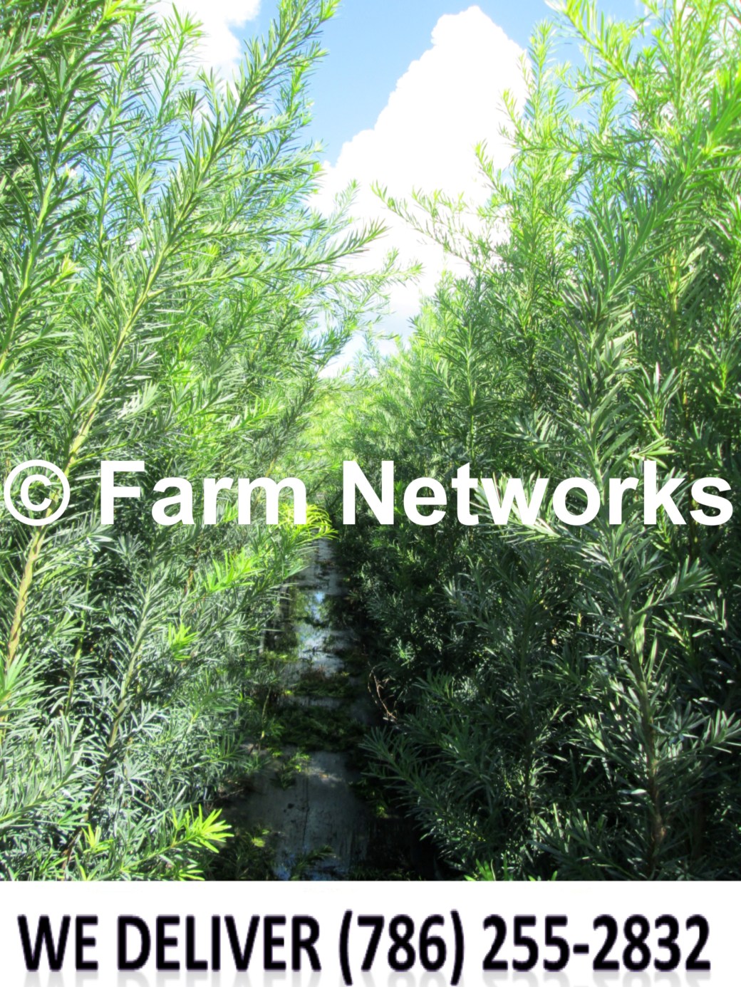 Podocarpus for Sale-North Miami