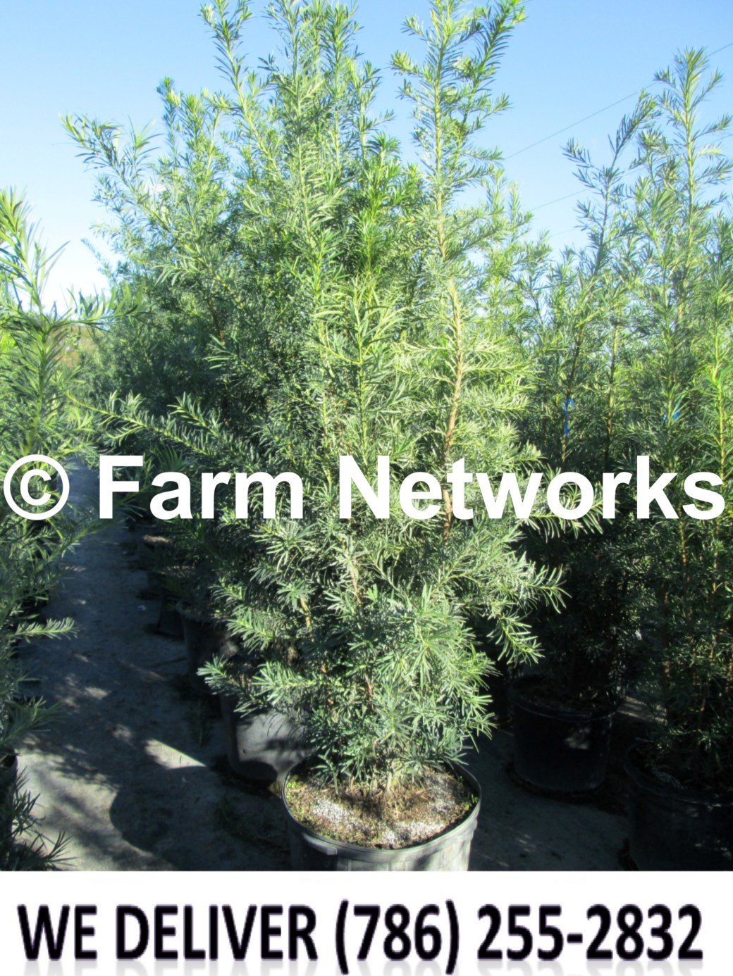 Podocarpus for Sale-Palm Beach